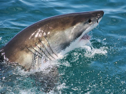 Shark Cage Diving / Viewing Tour: